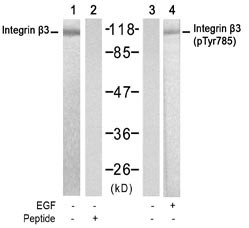 WB - Phospho-Integrin Beta-3-Y785 Antibody AE1017d